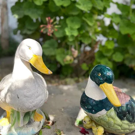 Bed & Breakfast La Bicocca Di Annavì Forio di Ischia