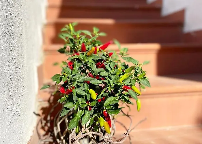 La Bicocca Di Annavi 4* Форио